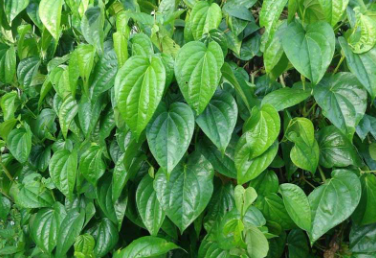 QUẢ TRẦU KHÔNG